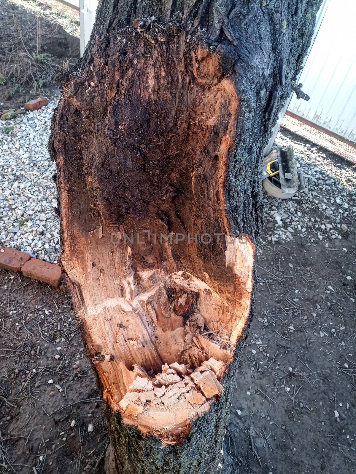 The site of the fault of the apricot tree trunk as a result of the storm.