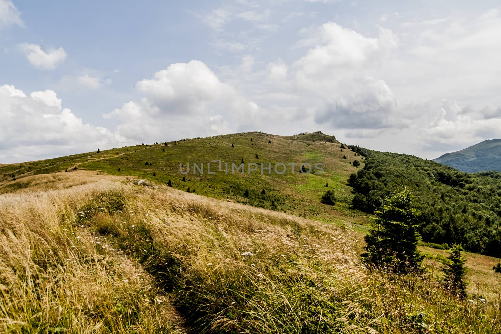 Road from Widelki to Tarnica through Bukowe Berdo in the Bieszczady Mountains in Poland