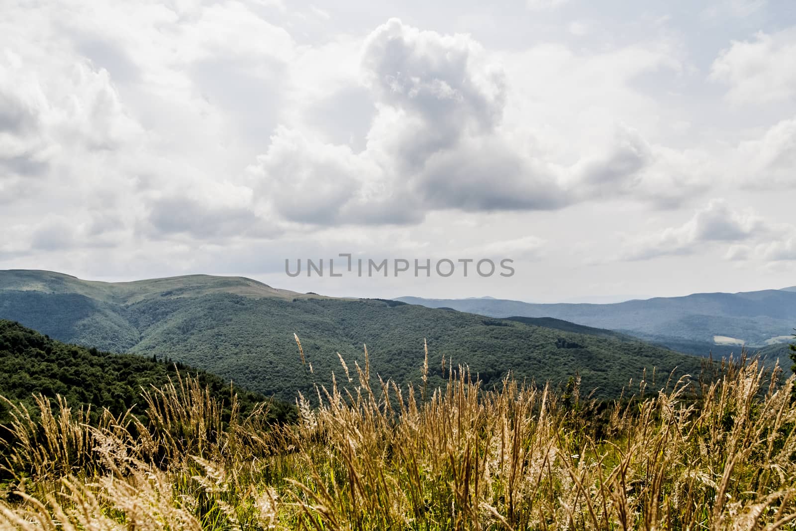 Road from Widelki to Tarnica through Bukowe Berdo in the Bieszczady Mountains in Poland