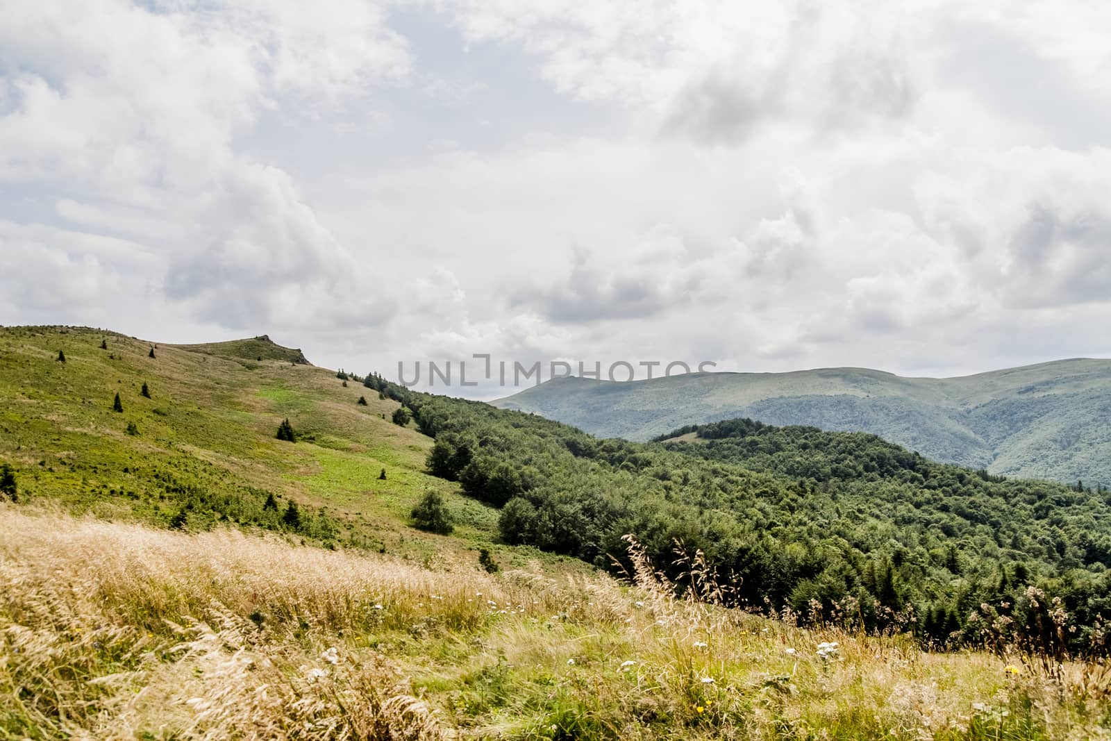 Road from Widelki to Tarnica through Bukowe Berdo in the Bieszczady Mountains in Poland by jacek65