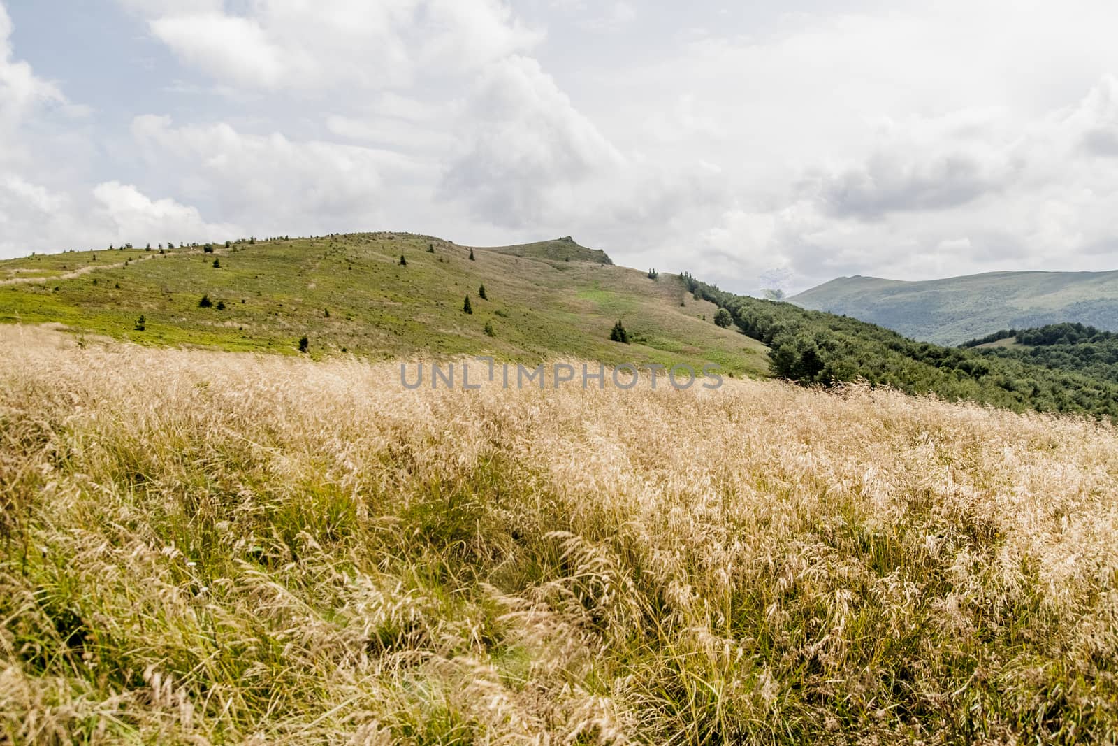 Road from Widelki to Tarnica through Bukowe Berdo in the Bieszczady Mountains in Poland by jacek65