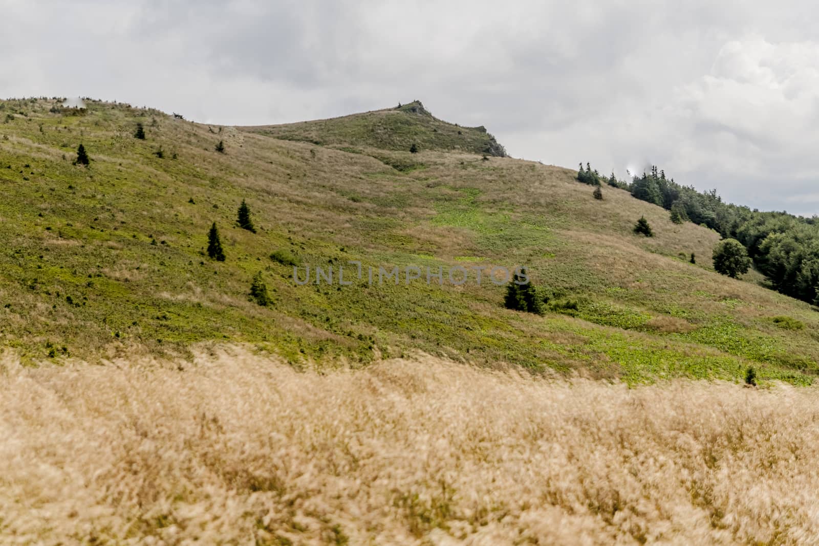 Road from Widelki to Tarnica through Bukowe Berdo in the Bieszczady Mountains in Poland