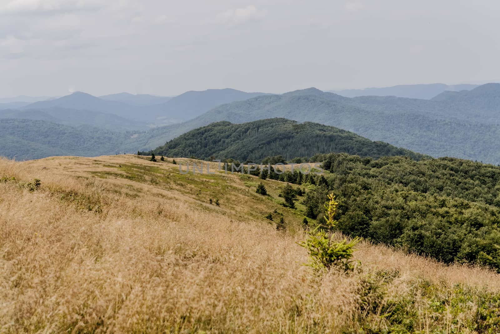 Road from Widelki to Tarnica through Bukowe Berdo in the Bieszczady Mountains in Poland