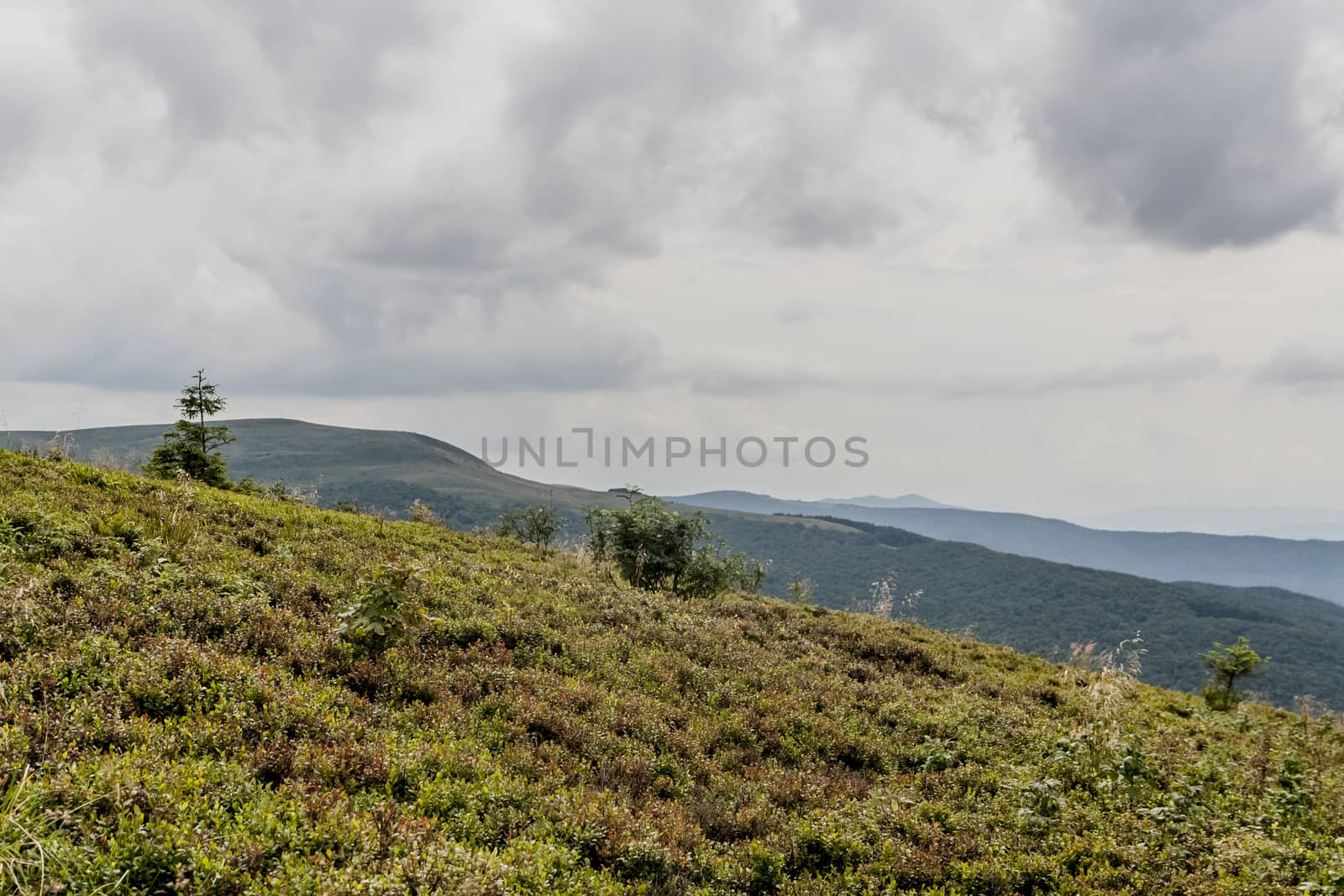 Road from Widelki to Tarnica through Bukowe Berdo in the Bieszczady Mountains in Poland by jacek65