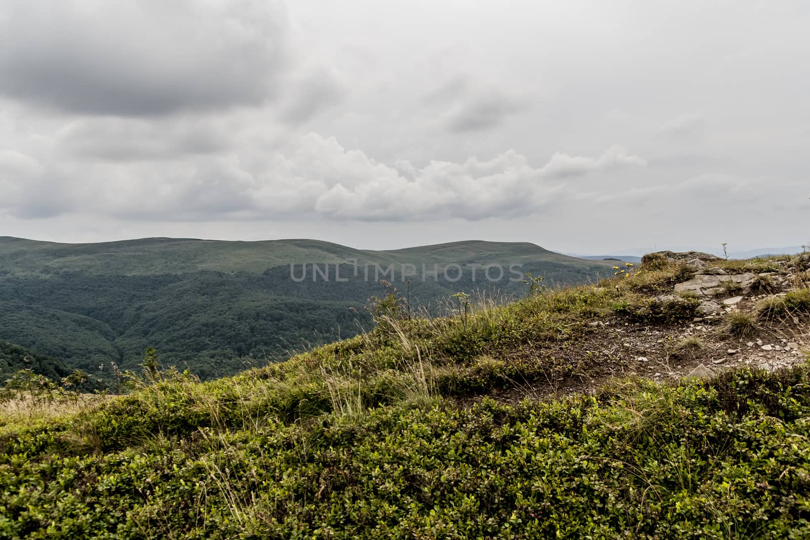 Road from Widelki to Tarnica through Bukowe Berdo in the Bieszczady Mountains in Poland