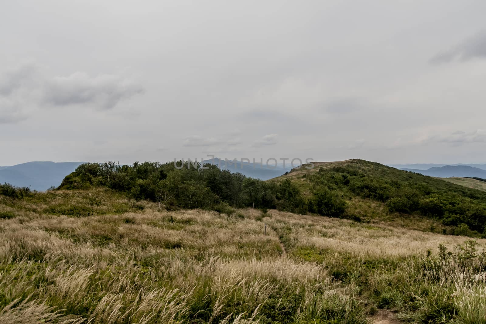 Road from Widelki to Tarnica through Bukowe Berdo in the Bieszczady Mountains in Poland