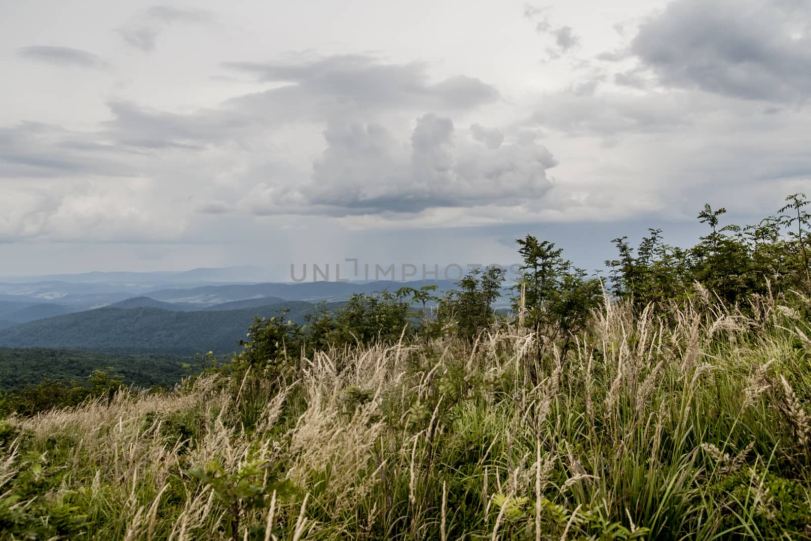 Road from Widelki to Tarnica through Bukowe Berdo in the Bieszczady Mountains in Poland by jacek65