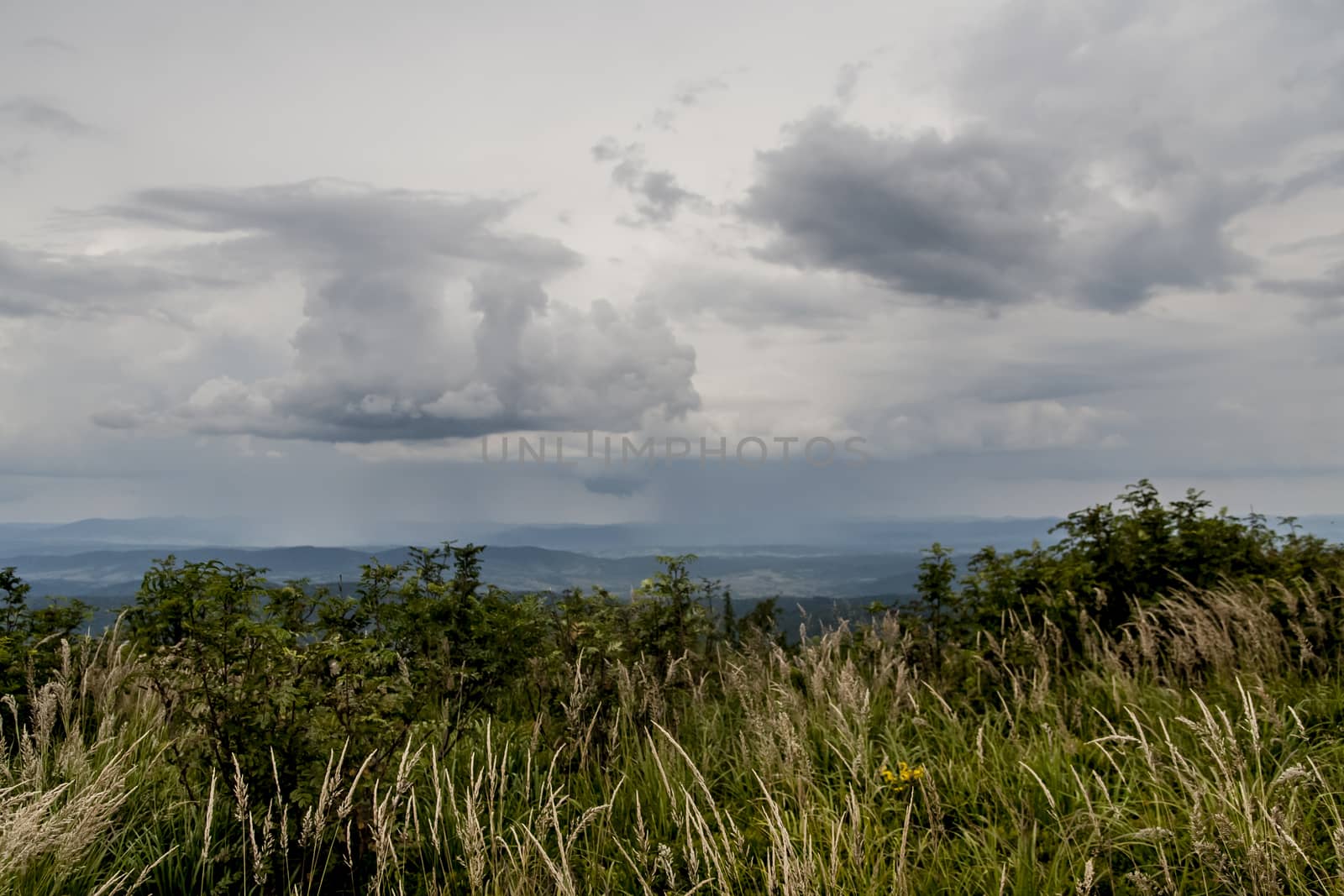 Road from Widelki to Tarnica through Bukowe Berdo in the Bieszczady Mountains in Poland