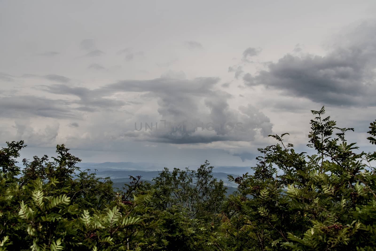 Road from Widelki to Tarnica through Bukowe Berdo in the Bieszczady Mountains in Poland