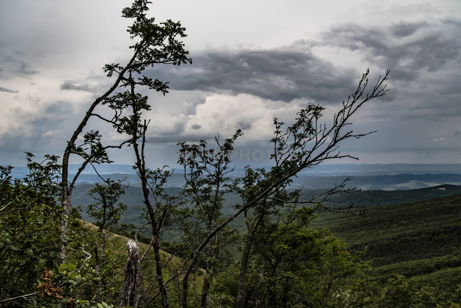 Road from Widelki to Tarnica through Bukowe Berdo in the Bieszczady Mountains in Poland