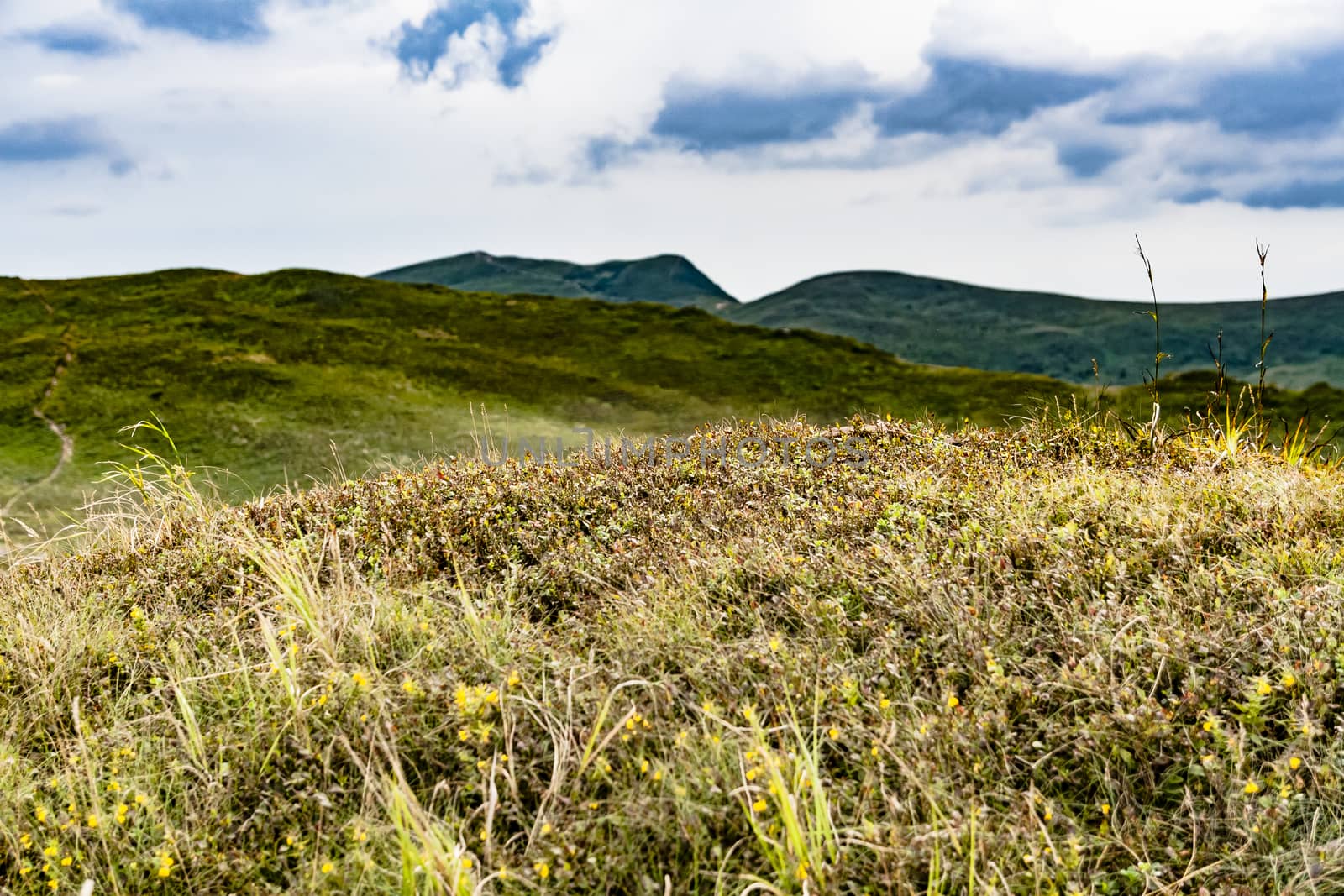 Road from Widelki to Tarnica through Bukowe Berdo in the Bieszczady Mountains in Poland by jacek65