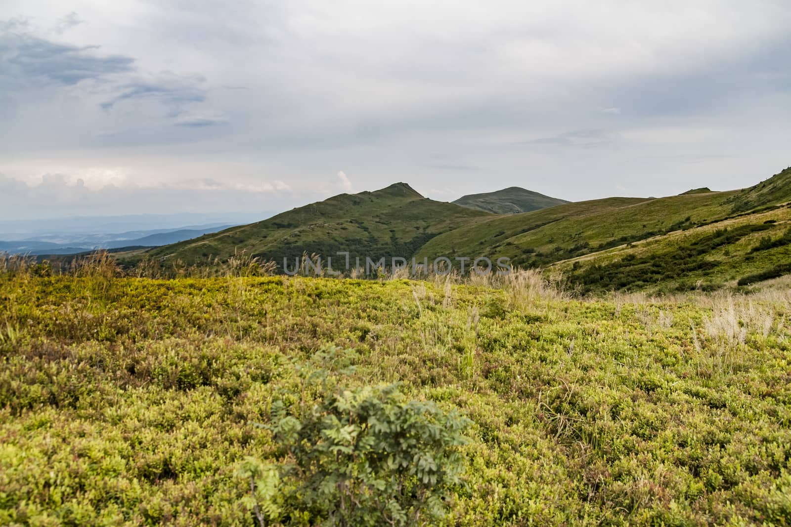 Road from Widelki to Tarnica through Bukowe Berdo in the Bieszczady Mountains in Poland by jacek65