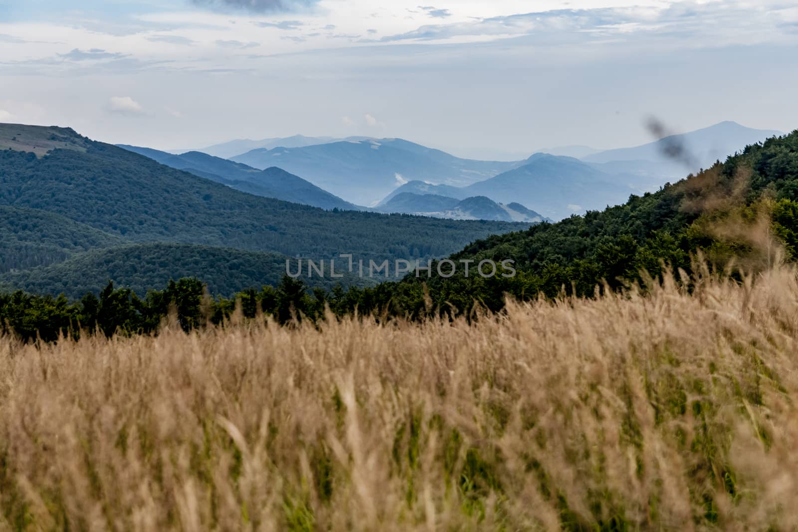 Road from Widelki to Tarnica through Bukowe Berdo in the Bieszczady Mountains in Poland by jacek65