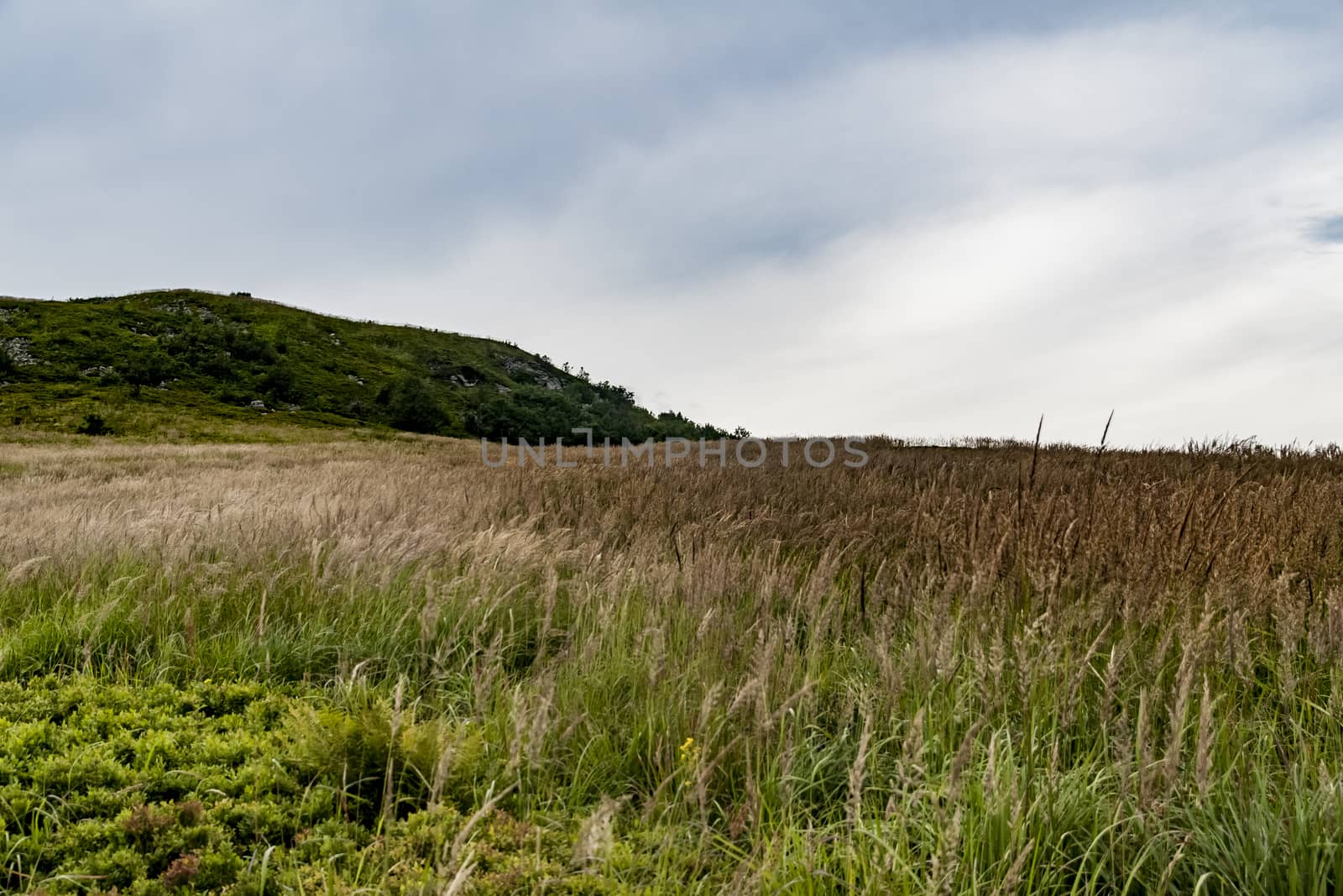 Road from Widelki to Tarnica through Bukowe Berdo in the Bieszczady Mountains in Poland