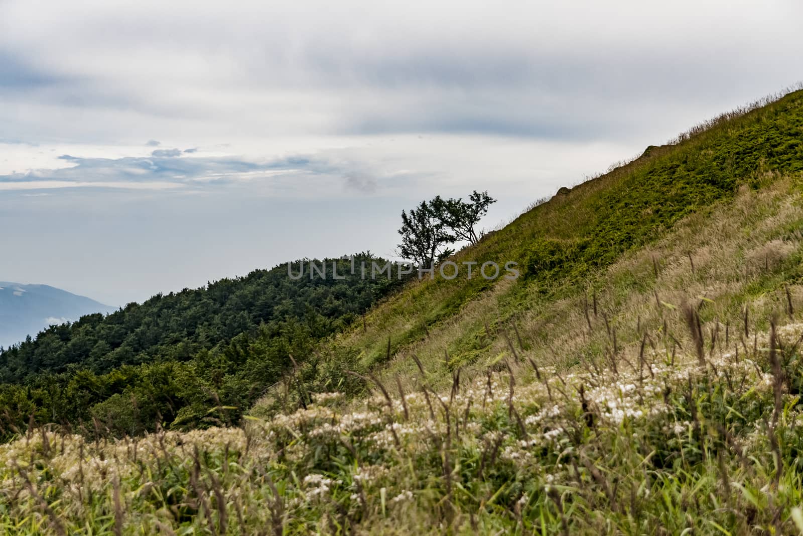 Road from Widelki to Tarnica through Bukowe Berdo in the Bieszczady Mountains in Poland