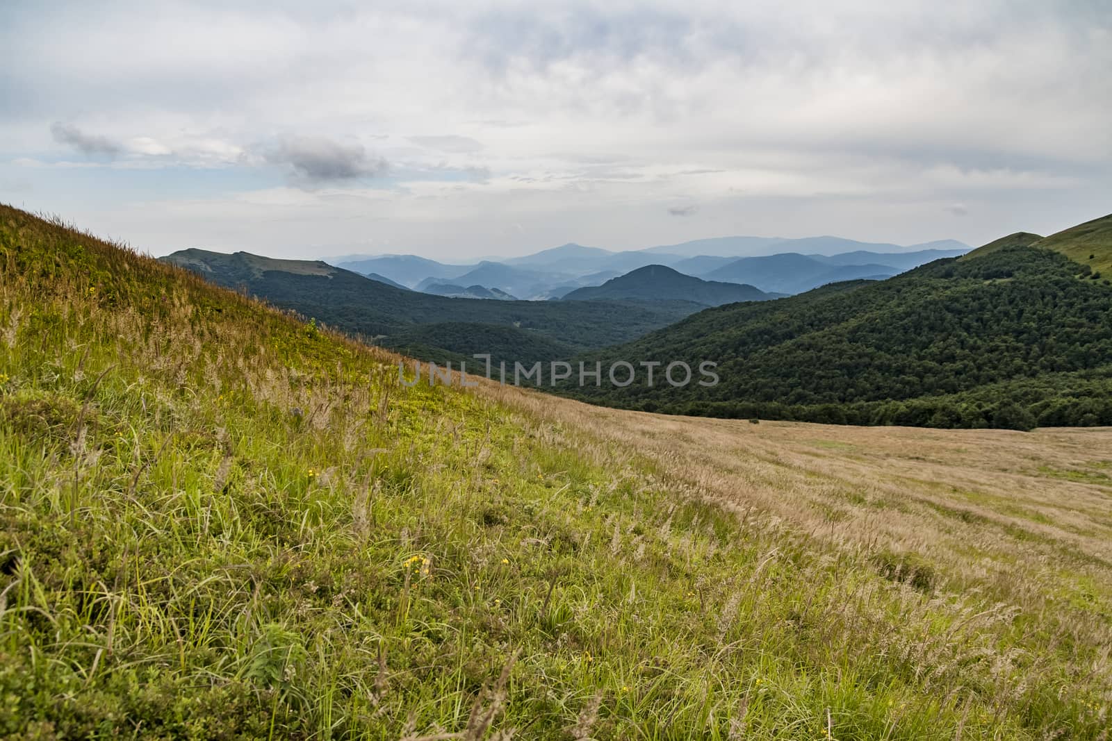 Road from Widelki to Tarnica through Bukowe Berdo in the Bieszczady Mountains in Poland