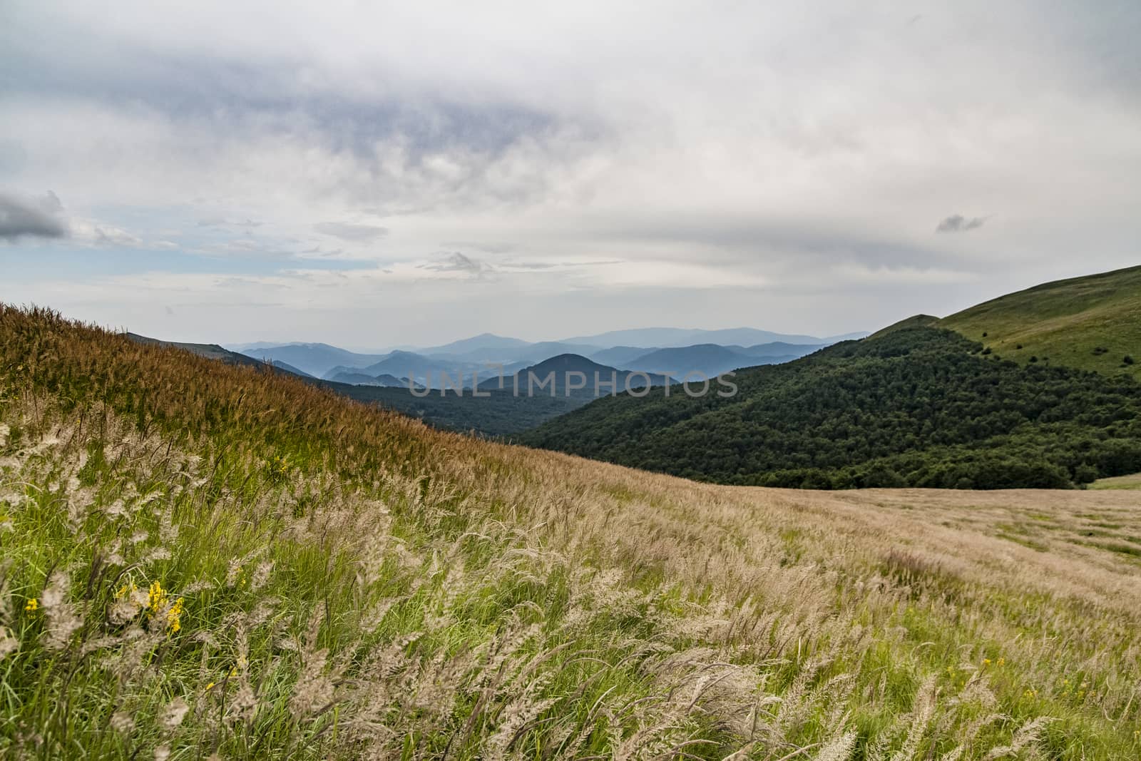 Road from Widelki to Tarnica through Bukowe Berdo in the Bieszczady Mountains in Poland