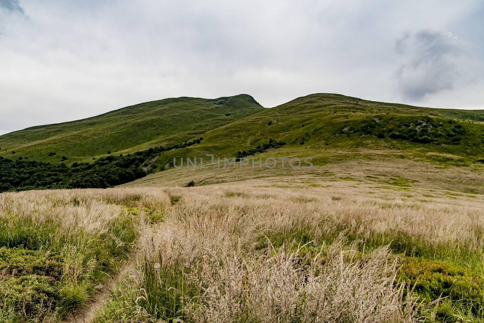 Road from Widelki to Tarnica through Bukowe Berdo in the Bieszczady Mountains in Poland by jacek65