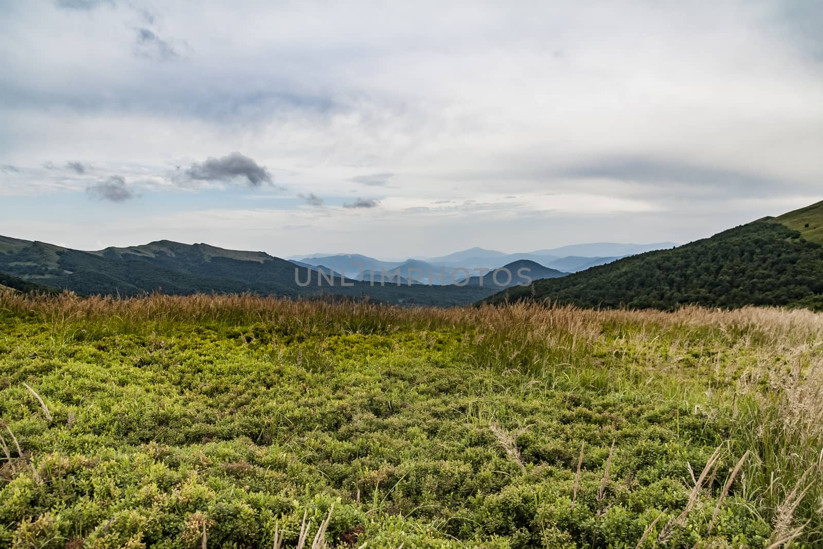 Road from Widelki to Tarnica through Bukowe Berdo in the Bieszczady Mountains in Poland by jacek65