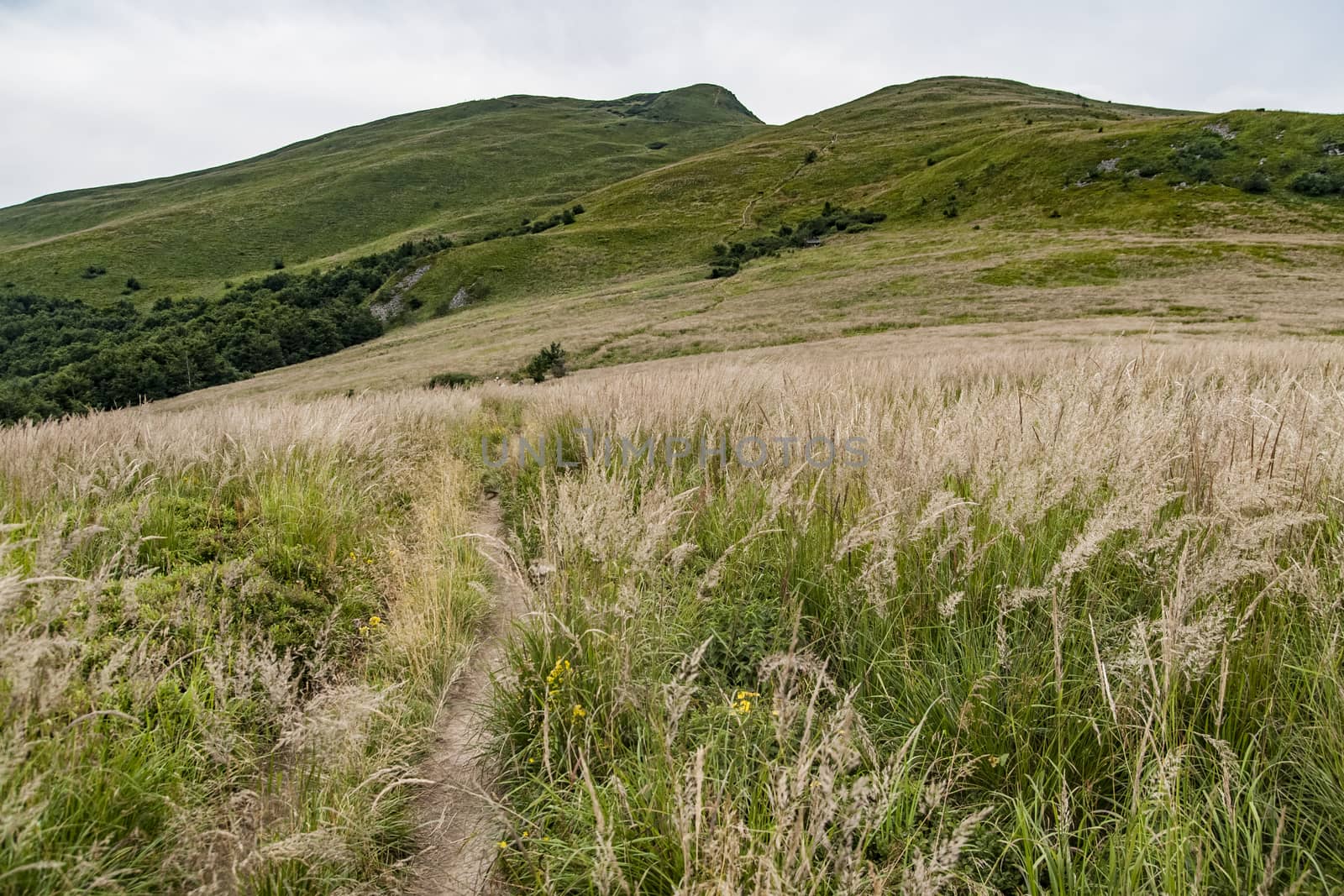 Road from Widelki to Tarnica through Bukowe Berdo in the Bieszczady Mountains in Poland by jacek65