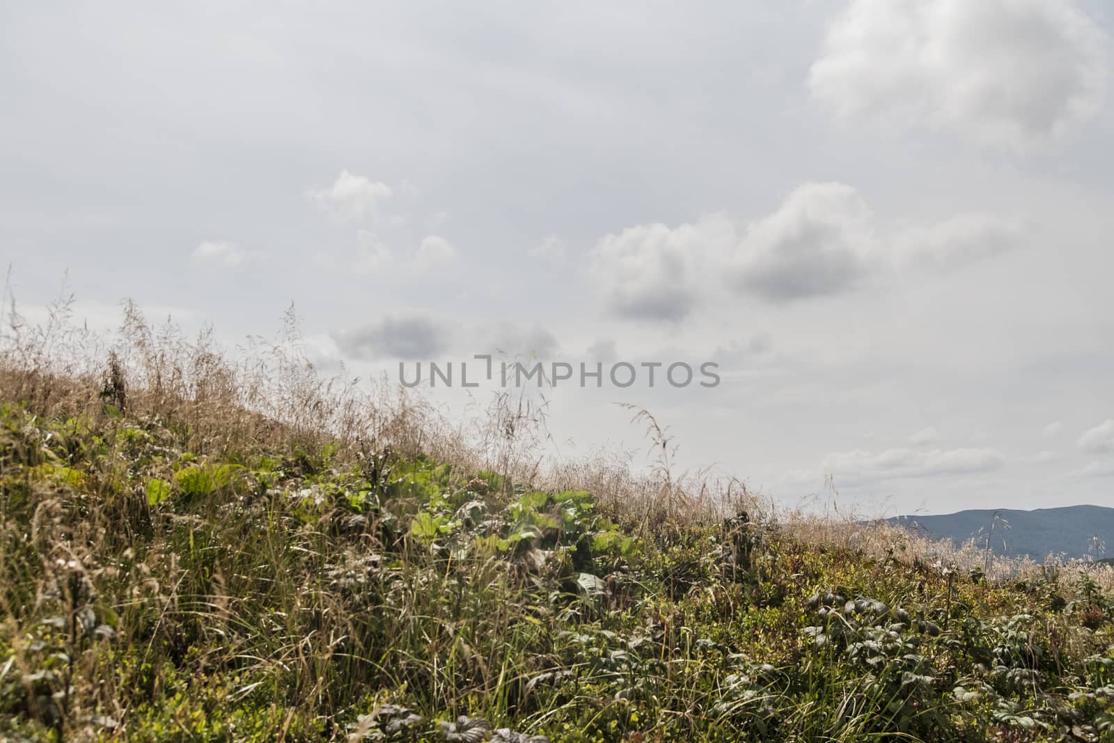 Road from Widelki to Tarnica through Bukowe Berdo in the Bieszczady Mountains in Poland