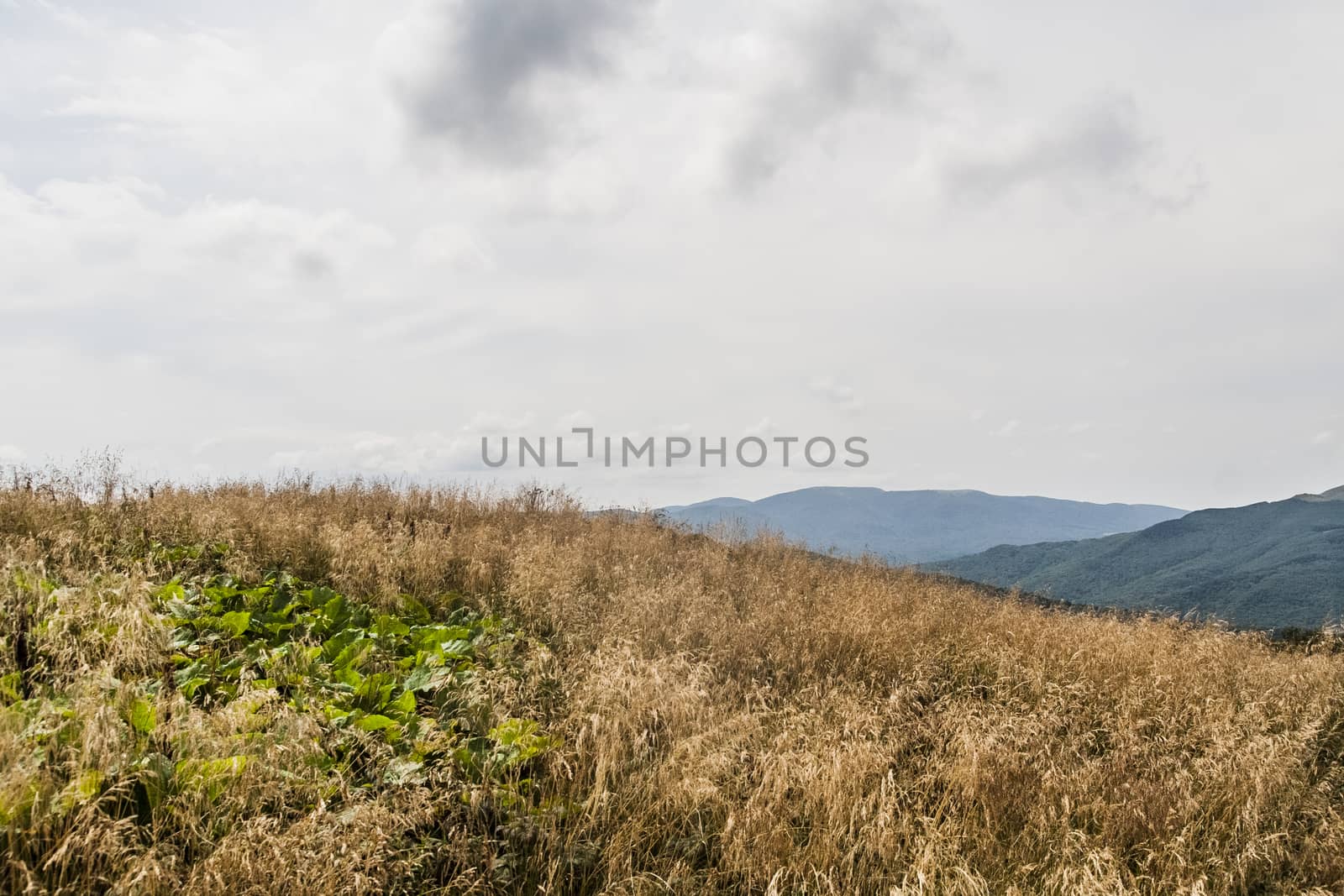 Road from Widelki to Tarnica through Bukowe Berdo in the Bieszczady Mountains in Poland by jacek65