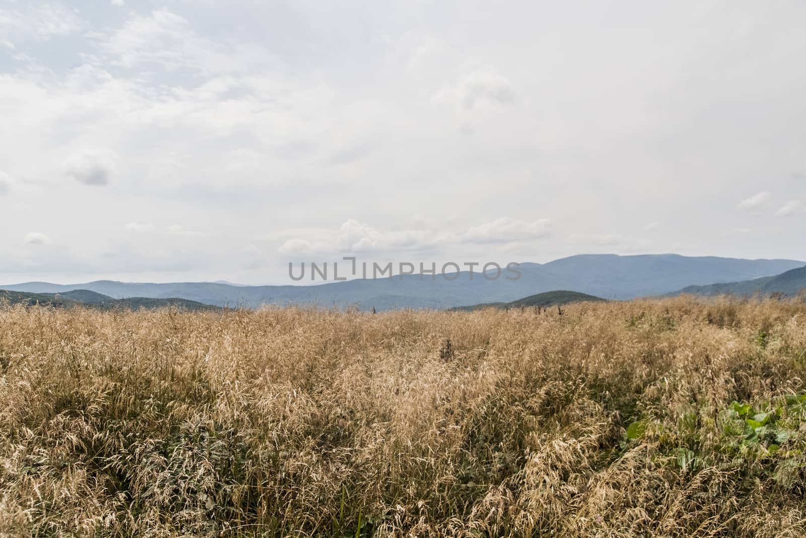 Road from Widelki to Tarnica through Bukowe Berdo in the Bieszczady Mountains in Poland by jacek65