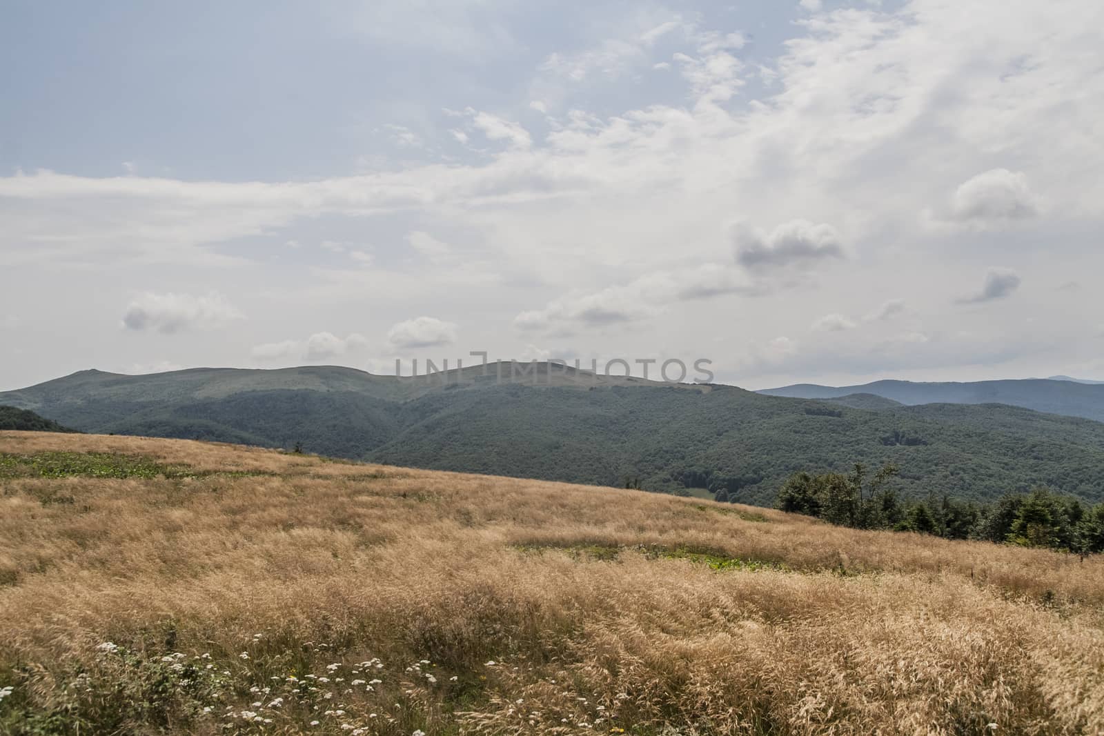 Road from Widelki to Tarnica through Bukowe Berdo in the Bieszczady Mountains in Poland