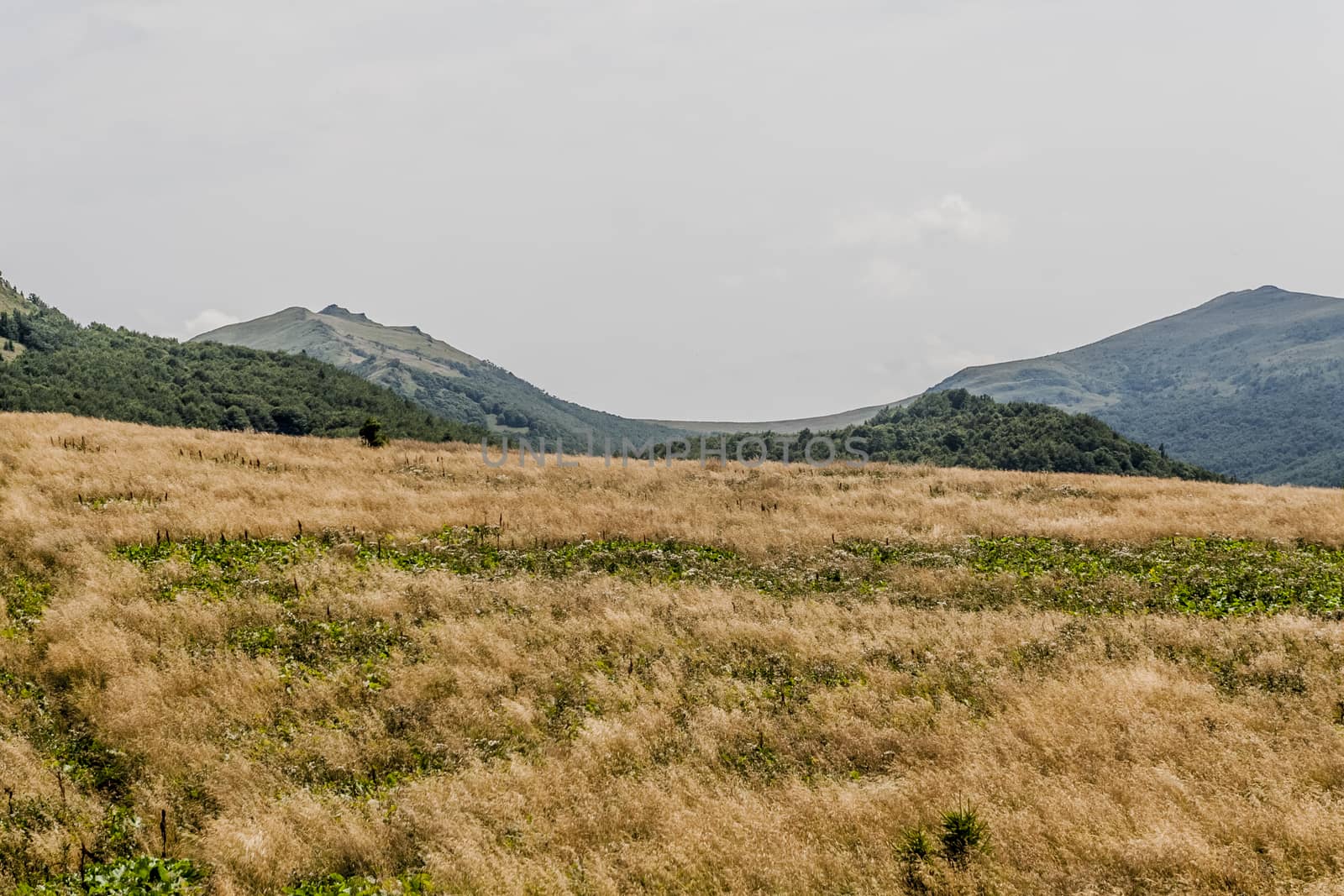 Road from Widelki to Tarnica through Bukowe Berdo in the Bieszczady Mountains in Poland by jacek65