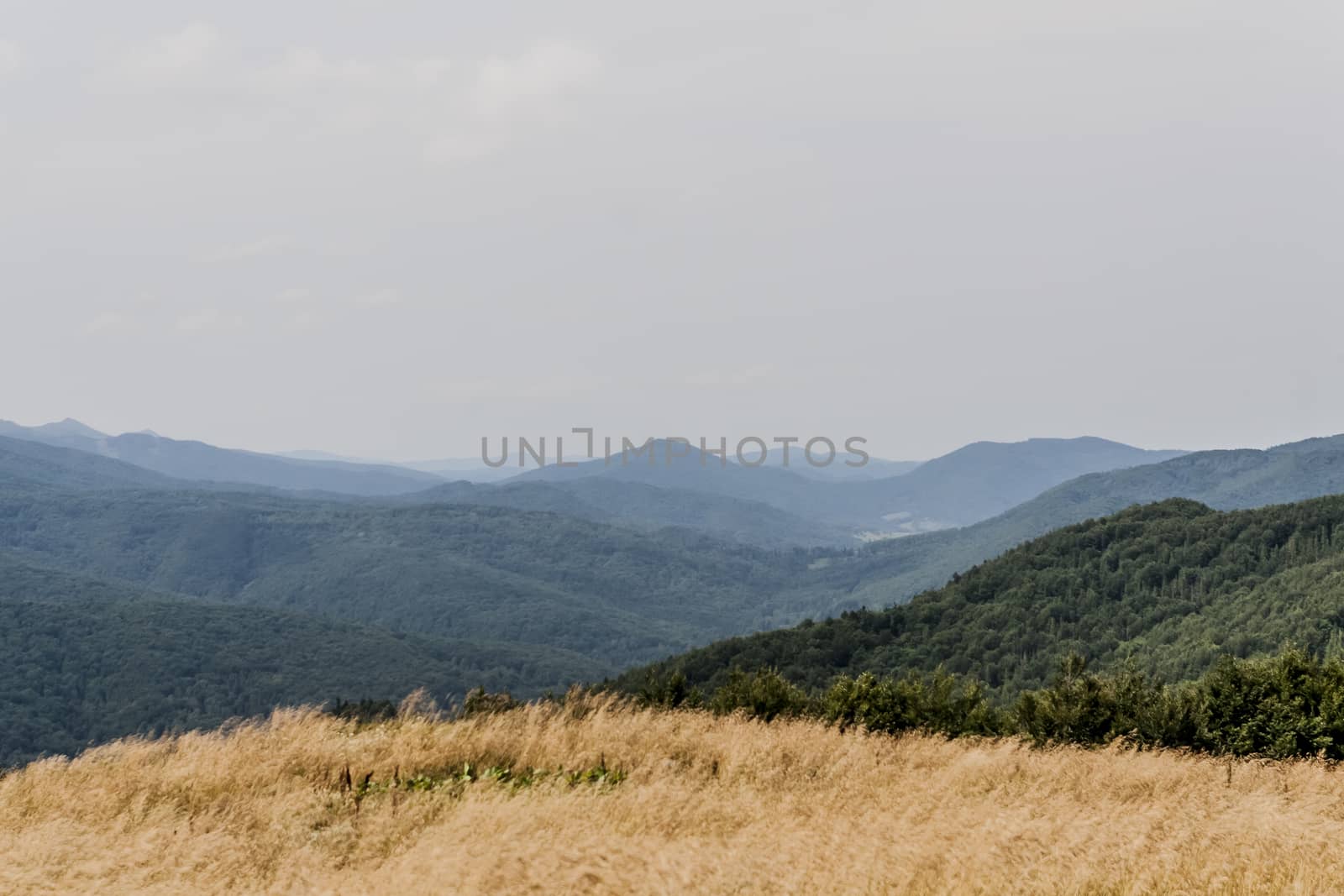 Road from Widelki to Tarnica through Bukowe Berdo in the Bieszczady Mountains in Poland