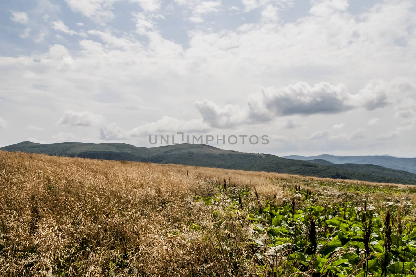 Road from Widelki to Tarnica through Bukowe Berdo in the Bieszczady Mountains in Poland by jacek65