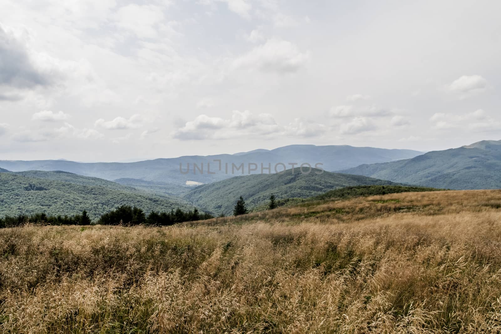 Road from Widelki to Tarnica through Bukowe Berdo in the Bieszczady Mountains in Poland