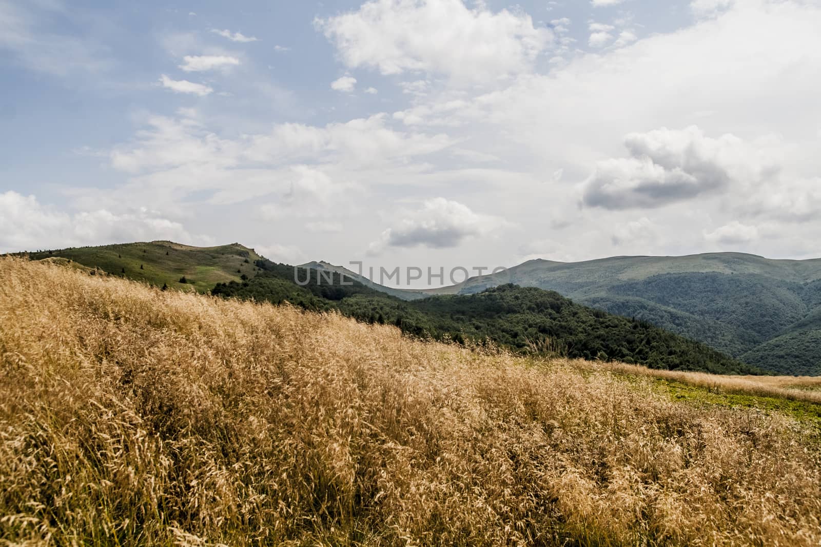 Road from Widelki to Tarnica through Bukowe Berdo in the Bieszczady Mountains in Poland by jacek65