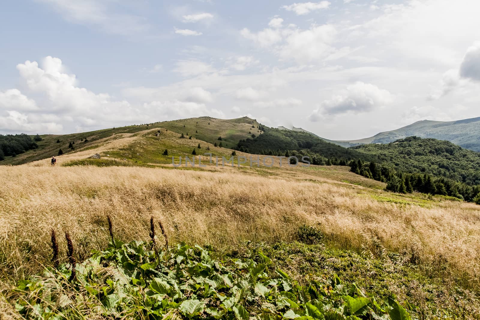 Road from Widelki to Tarnica through Bukowe Berdo in the Bieszczady Mountains in Poland by jacek65