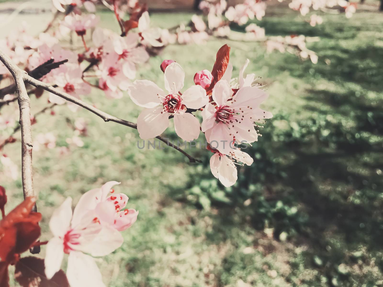 Vintage background of apple tree flowers bloom, floral blossom in sunny spring