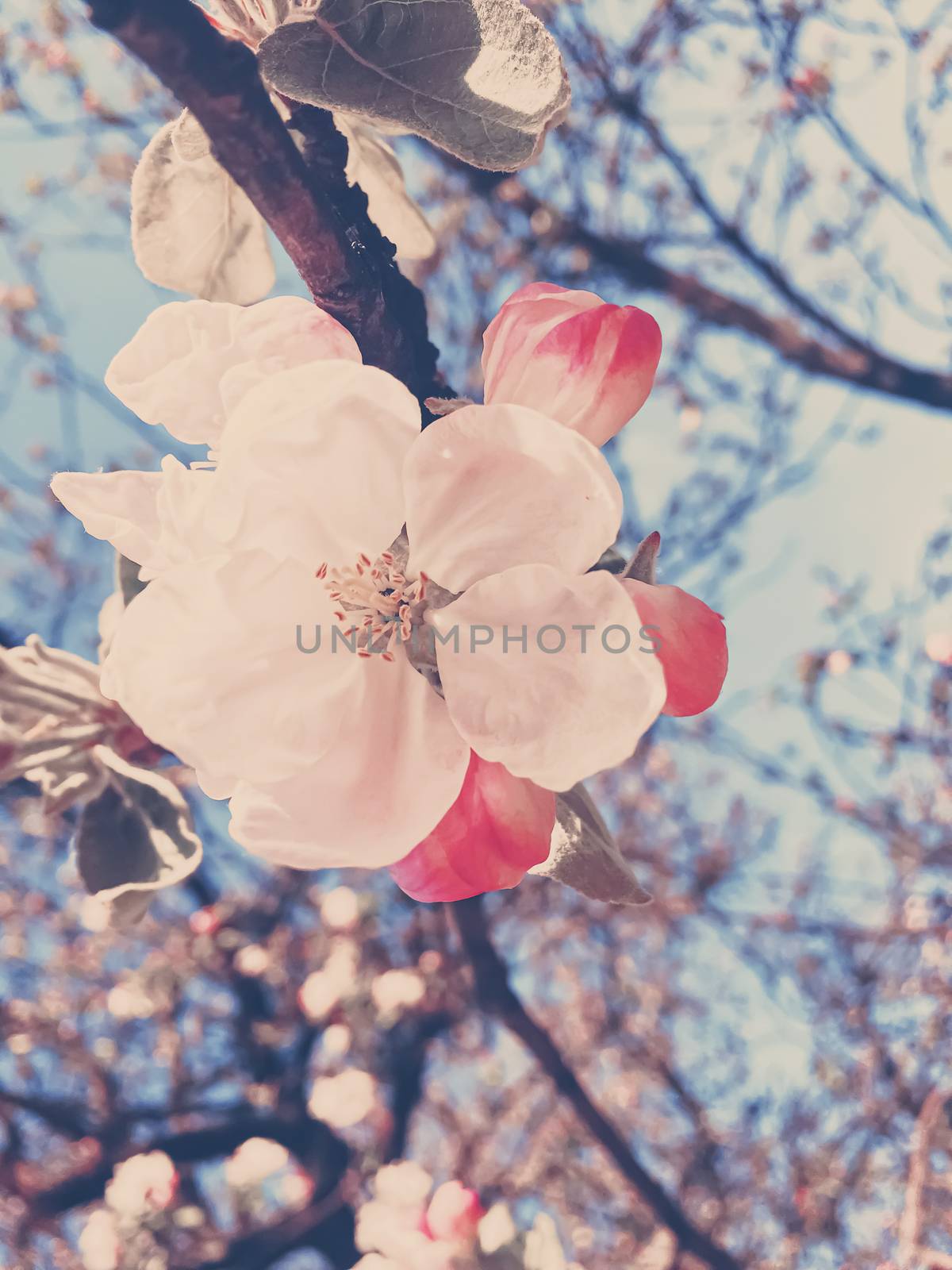 Blooming apple tree flowers in spring as floral background by Anneleven