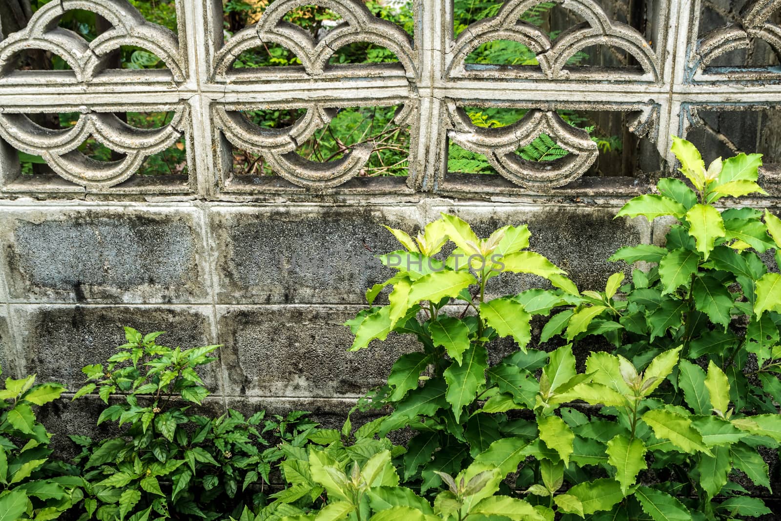 Freshness leaves of plant on the old and broken concrete wall