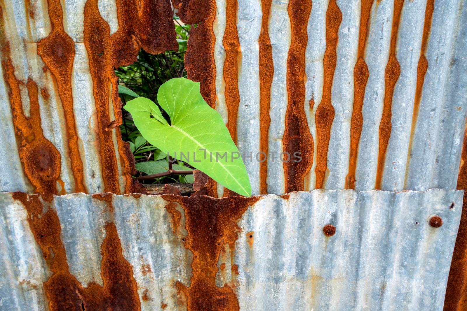 Morning glory and galvanized steel fence rust and corrosion