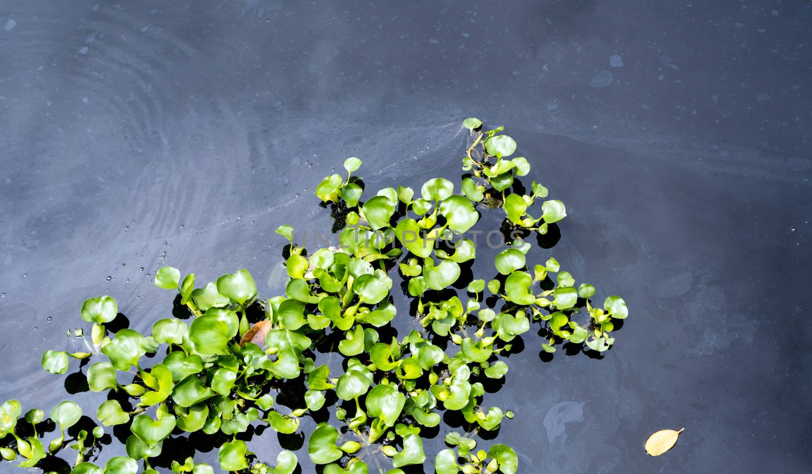 Top view of common water hyacinth floating on the wastewater surface of the drainage canal