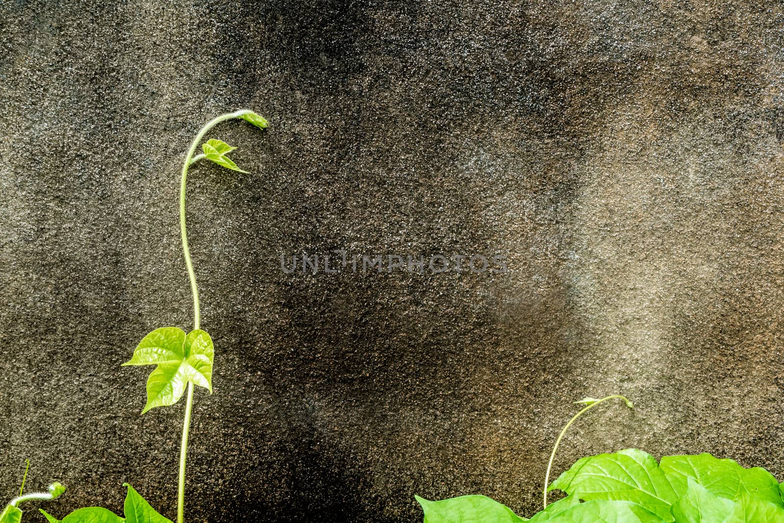 Freshness leaves of ivy plant and the old concrete wall