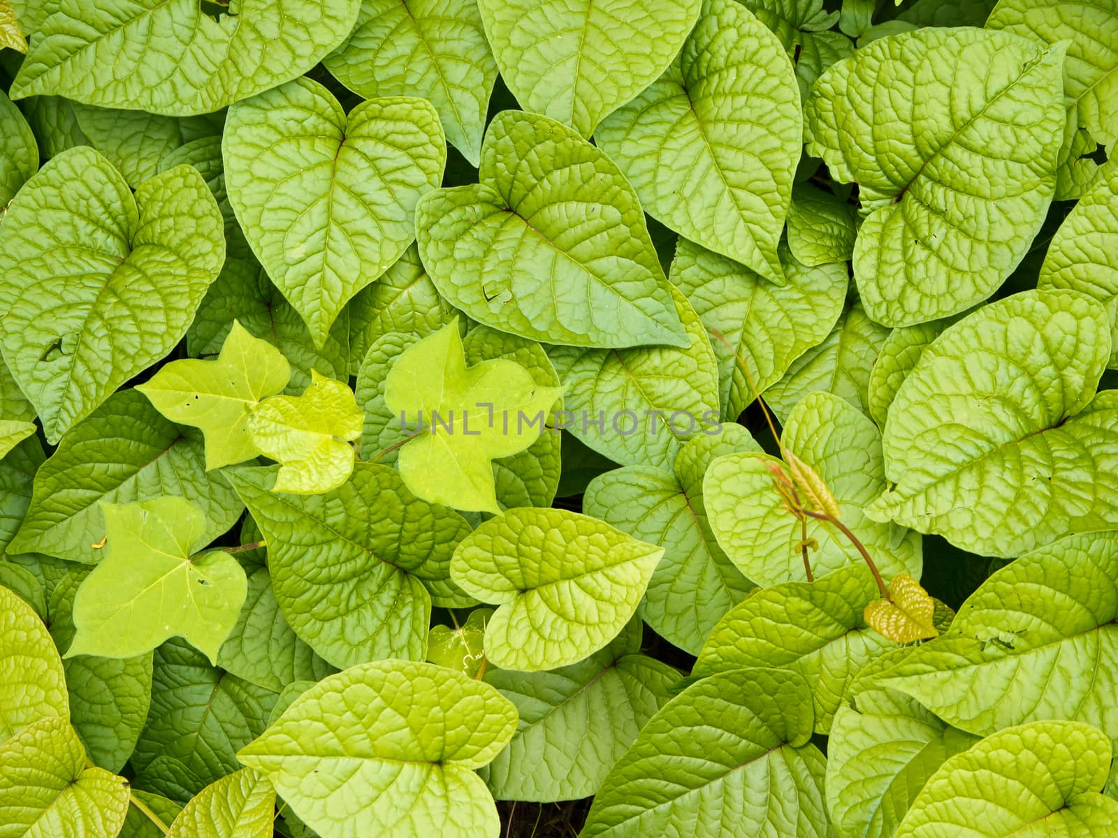 Leaves of weed as background or texture by Satakorn