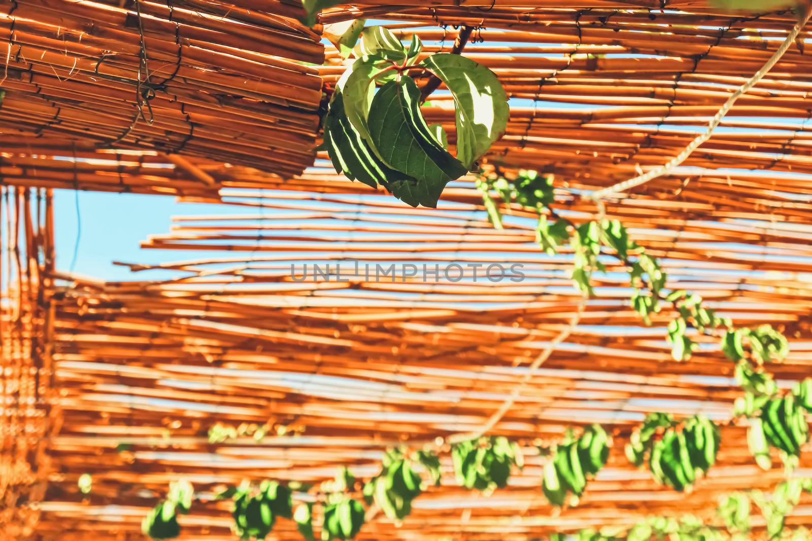 Wooden roof on the beach, nature and design