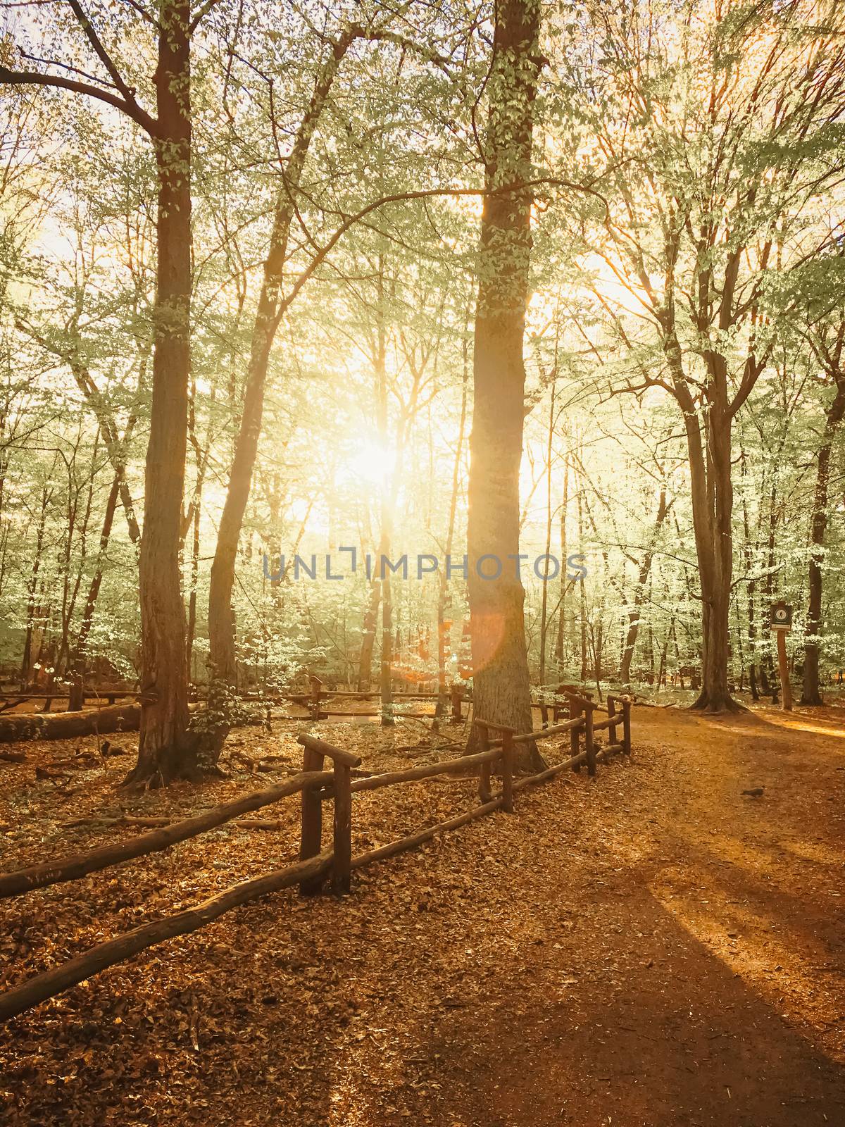 Spring forest landscape at sunset or sunrise, nature and environment