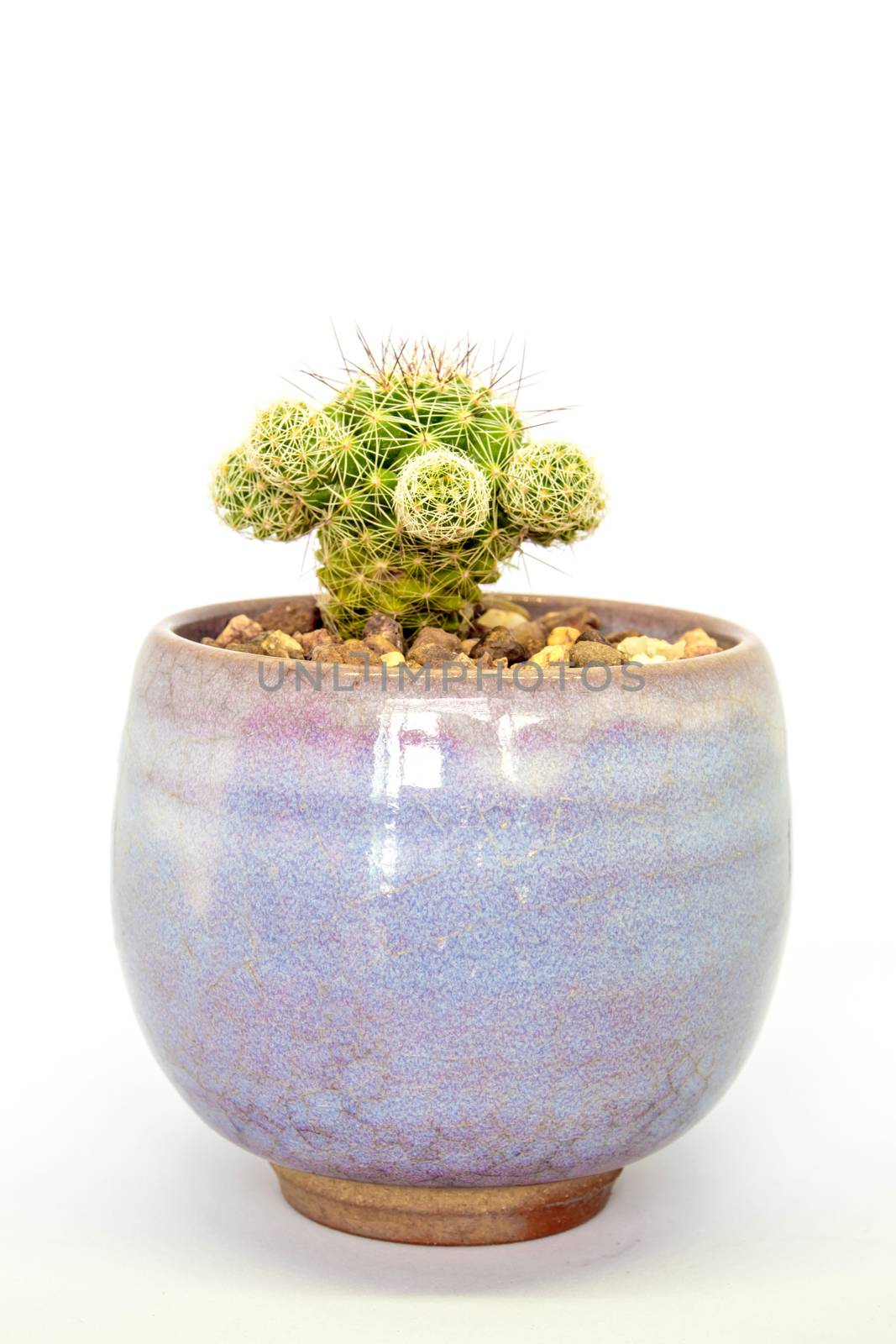 Cactus succulent plant, freshness cactus mammillaria gracilis in the ceramic pot