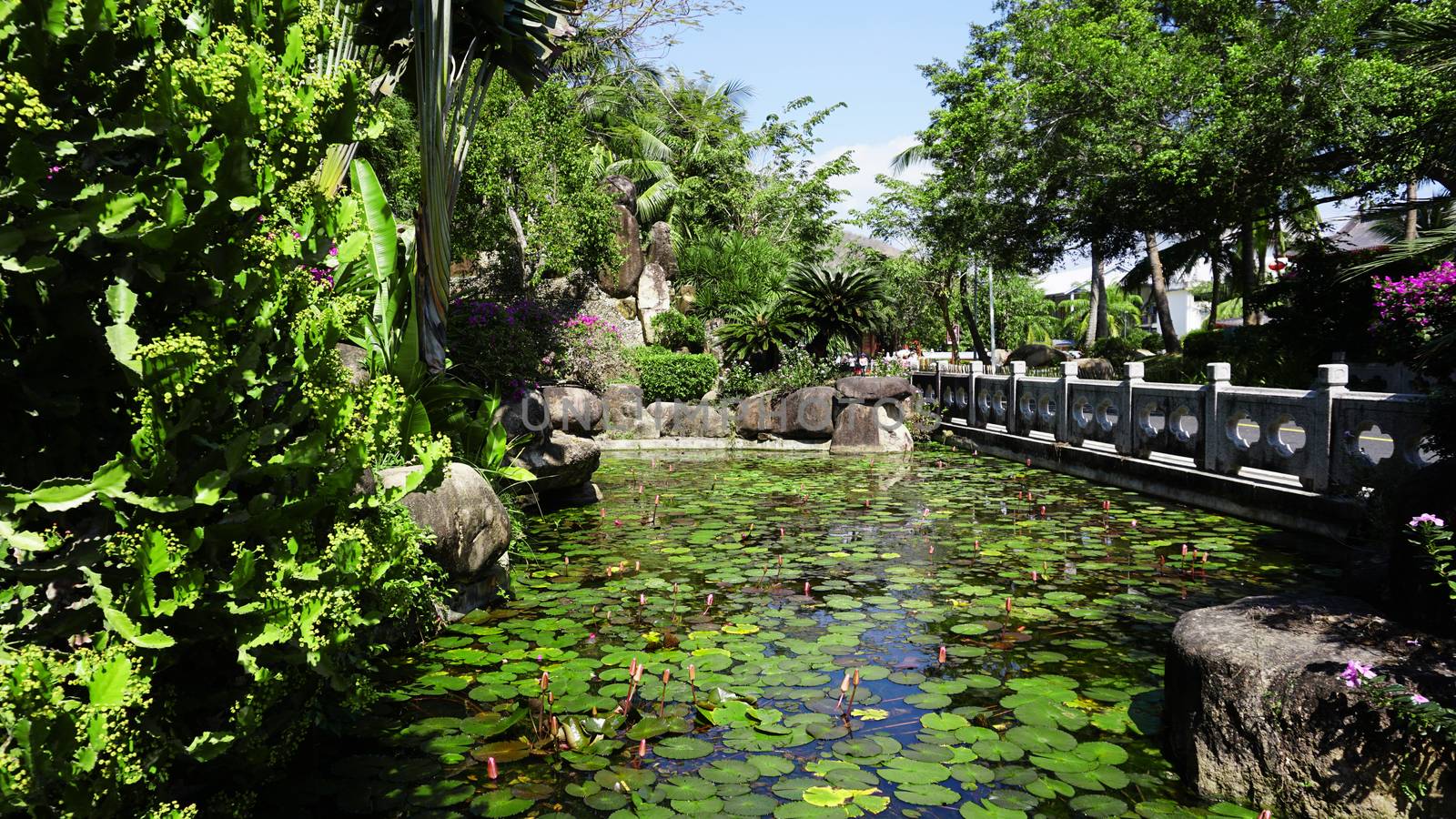 Tropical landscape design on backyard. View of small pond, bushes and green palms