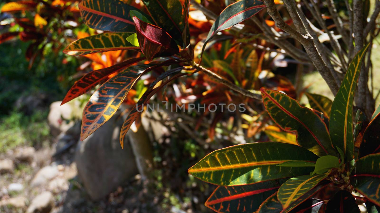 Croton, Variegated Laurel, Close up of Croton leaf, plant in thailand, Croton Leaves is a beautiful ornamental tree. Colorful Croton Leaves Background