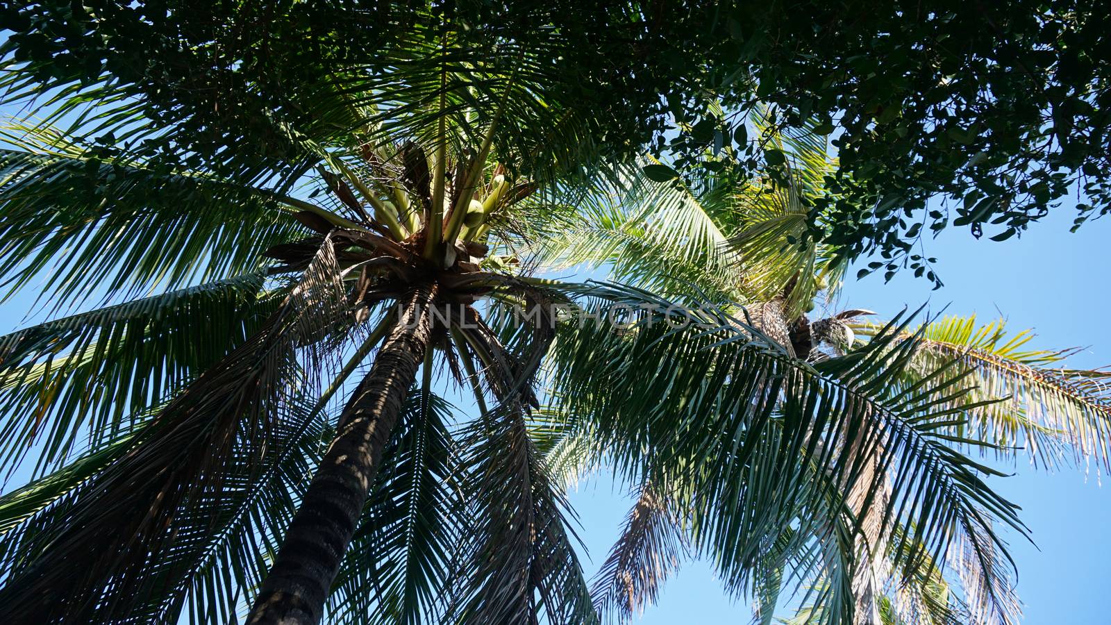 Beautiful tropical palm tree with coconuts. Bottom view