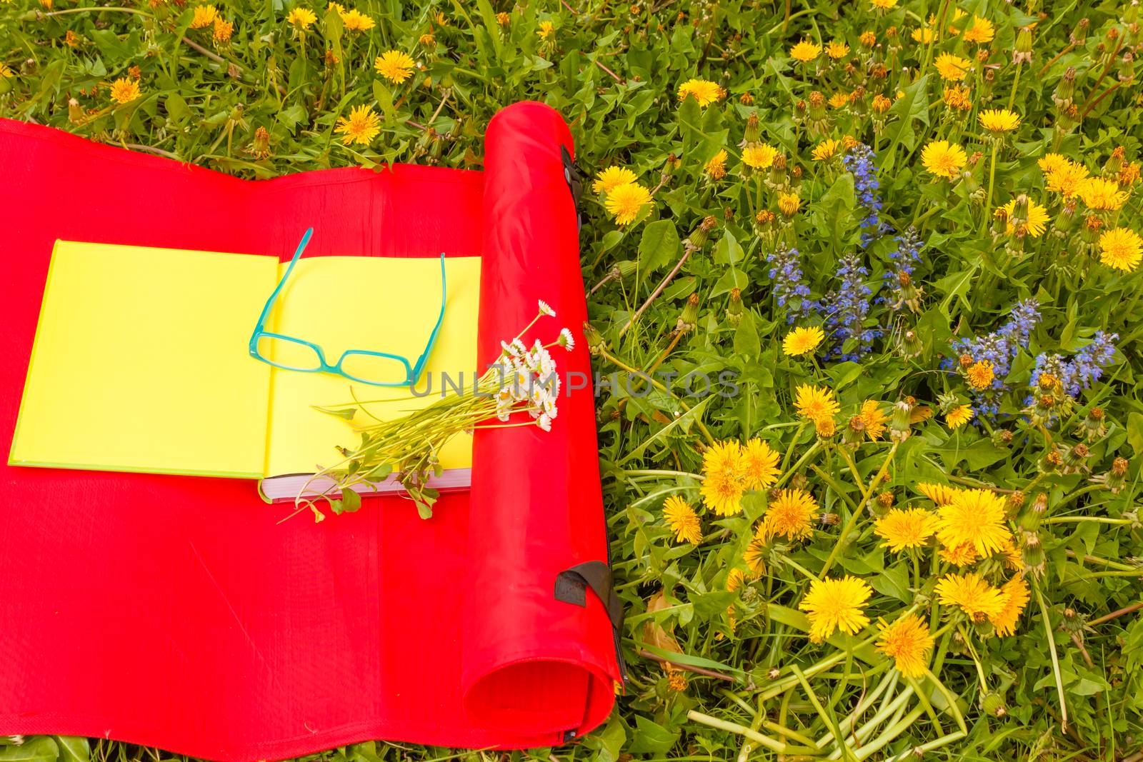 a flowered garden of yellow and blue wild flowers dandelion