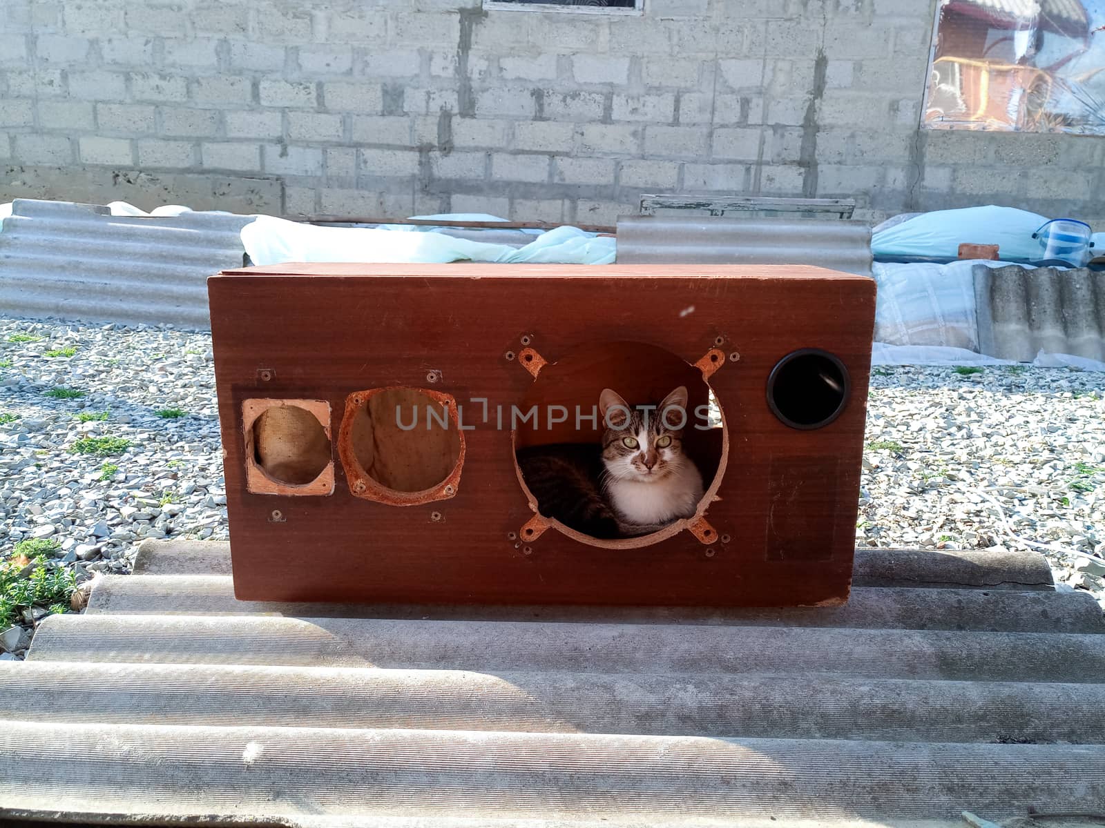 The cat climbed into the speaker housing. Case of the Acoustic vintage system amphiton 35ac-018 during restoration. Grinding and painting.