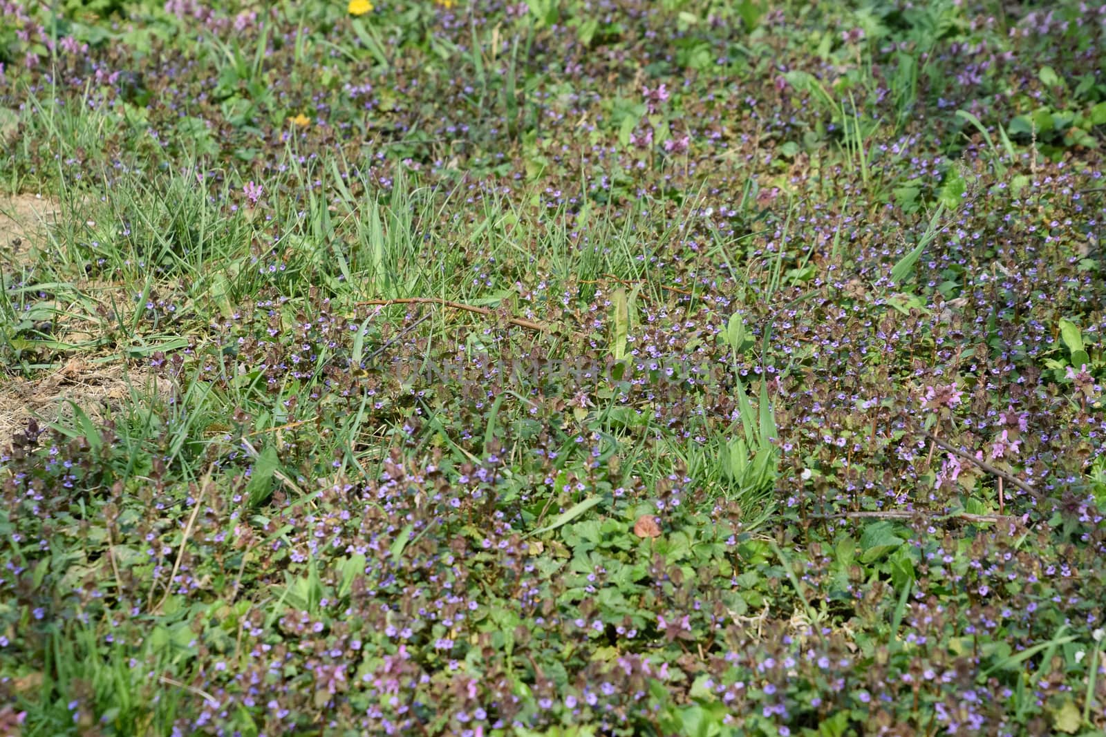 Flowering in the spring garden. carpet of flowers. Lamium purpureum
